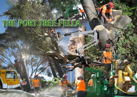Port Tree Fella - Click Find 1