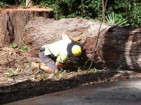 John Henry Tree Services - Click Find 2