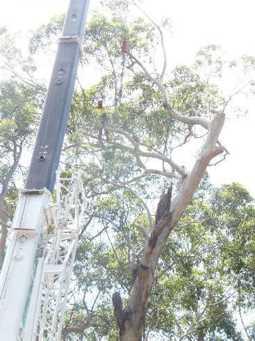 John Henry Tree Services - Click Find 3