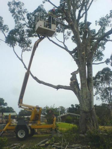 Tree Stump Removal Taree NSW Click Find