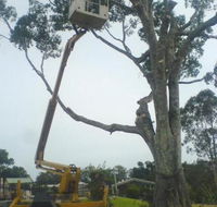 D  M Tree Services - Click Find