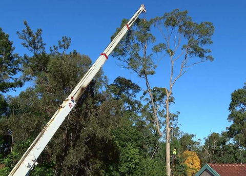 D & M Tree Services - Click Find 3