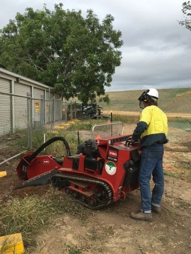 Trees North - Click Find 1