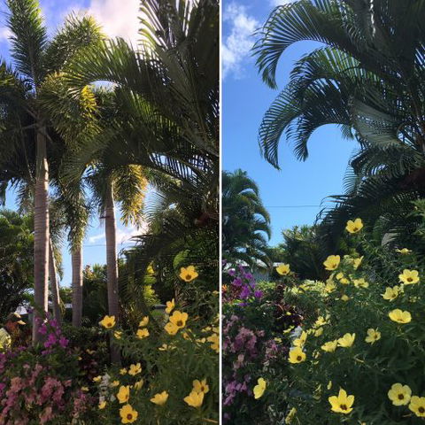 Trees North - Click Find 2