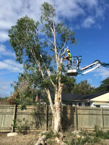 Trees North - Click Find 4