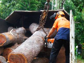 PW Tree Services - Click Find 1