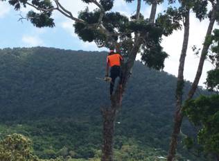 PW Tree Services - Click Find 4