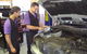Australian & European Automotive - thumb 1