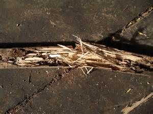 JWK Pest Control Services- Rentokil-Initial - Click Find 2