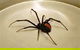 JWK Pest Control Services- Rentokil-Initial - thumb 3