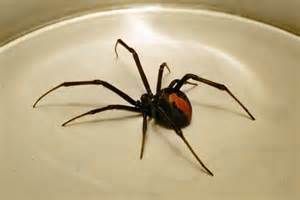 JWK Pest Control Services- Rentokil-Initial - Click Find 3