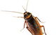 JWK Pest Control Services- Rentokil-Initial - thumb 4