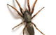 JWK Pest Control Services- Rentokil-Initial - thumb 5