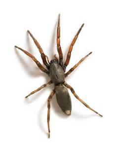 JWK Pest Control Services- Rentokil-Initial - Click Find 5