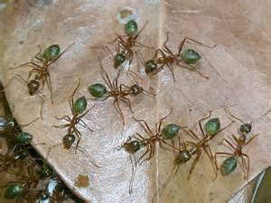 JWK Pest Control Services- Rentokil-Initial - Click Find 7