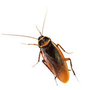 JWK Pest Control Services- Rentokil-Initial - Click Find 9