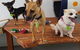 Gympie Doggy Day Care - thumb 0