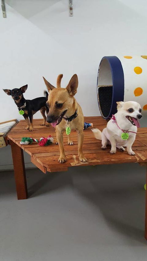 Gympie Doggy Day Care - Click Find 0