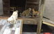Gympie Doggy Day Care - thumb 1