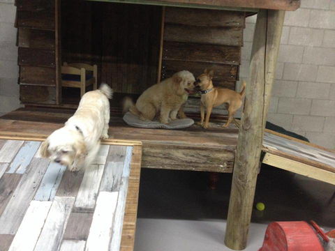 Gympie Doggy Day Care - Click Find 1