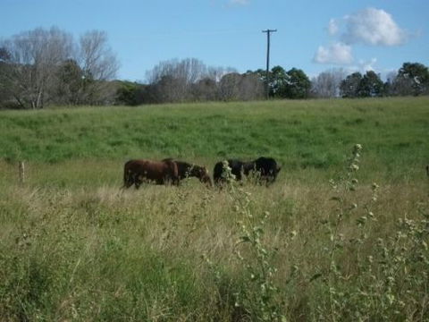 Gin Gin Country Realty - DBD 3