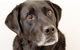 Rose Avenue Veterinary Hospital - thumb 1