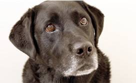 Rose Avenue Veterinary Hospital - Click Find 1