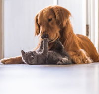 Merooka Boarding Cattery  Kennel - Click Find