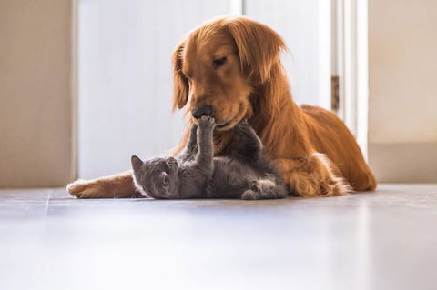 Merooka Boarding Cattery & Kennel - Click Find 0