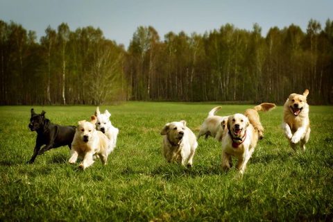 Merooka Boarding Cattery & Kennel - Click Find 1