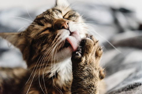 Merooka Boarding Cattery & Kennel - Click Find 2
