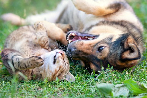 Merooka Boarding Cattery & Kennel - Click Find 3