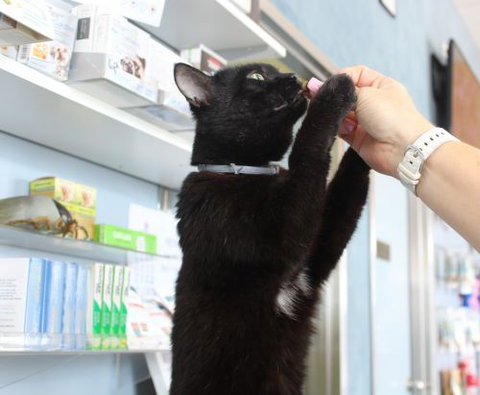 Southside Veterinary Surgery Pty Ltd - Bet 4u 1