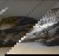 Cairns Veterinary Clinic - DBD