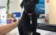 Marlin Coast Veterinary Hospital - thumb 4