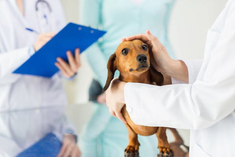 Riverbank Animal Hospital - Click Find 1