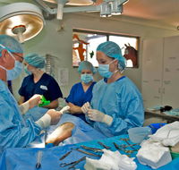 University Avenue Veterinary Hospital - Lavinia