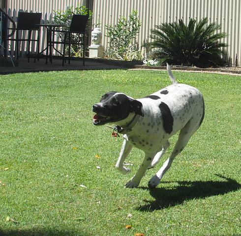 Dog Boarding Kennels Blackwater QLD Click Find
