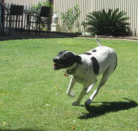 Blackwater Veterinary Surgery  Boarding Kennels - Click Find