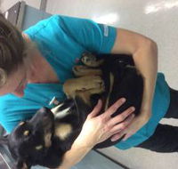 Bayview Vets - Bridge Guide