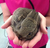 Long Jetty Vet Clinic - Click Find