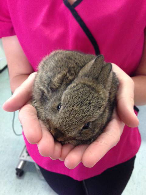 Long Jetty Vet Clinic - Click Find 0