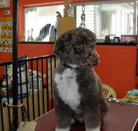 Hill Top K9 Grooming - Click Find