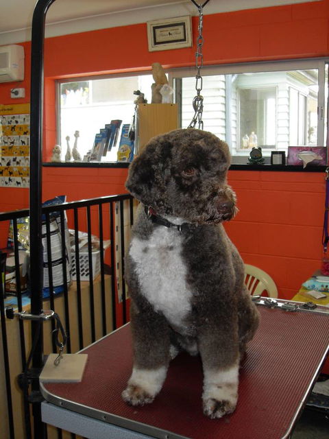 Hill Top K9 Grooming - Click Find 0