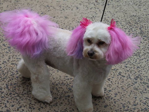 Hill Top K9 Grooming - Click Find 1