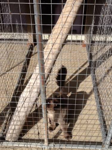 Dog Boarding Kennels Erina Heights NSW Click Find