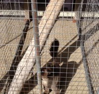 Kireena Park Boarding Kennels - Local Finder