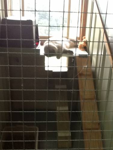 Cat Boarding Catteries Terrigal NSW Bet 4u