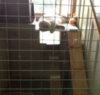 Cataway Cat Boarding Resort - Click Find