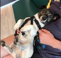 Better Pet Vets Mackay - Click Find